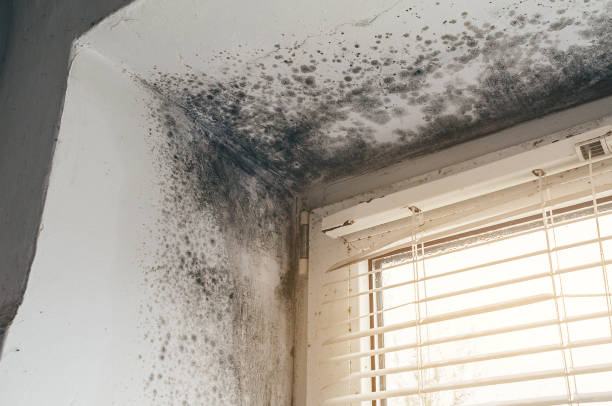 Affordable Mold Cleanup solutions in Monmouth Junction, NJ